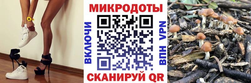 Псилоцибиновые грибы Psilocybe Нальчик